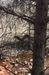 Tamiasciurus hudsonicus