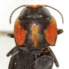 Agrilus benjamini