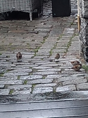 Passer domesticus