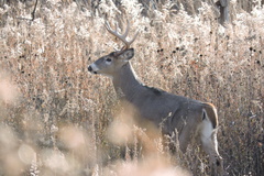 Odocoileus virginianus