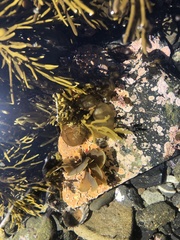 Zonaria aureomarginata