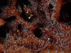 Periclimenes harringtoni