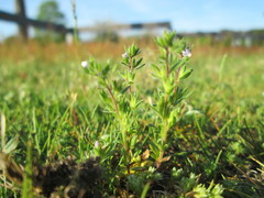 Veronica verna