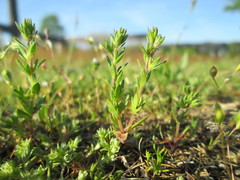 Veronica verna