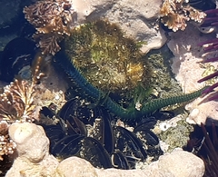 Eulalia