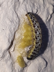 Cotesia glomerata