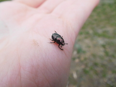 Onthophagus orpheus