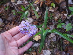 Symphyotrichum laeve laeve