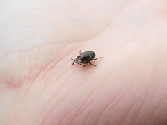 Onthophagus orpheus