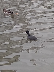 Fulica atra
