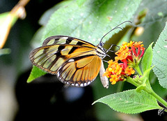 Athesis clearista