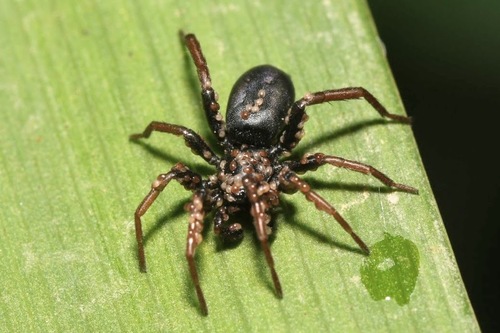 Yellow-legged Zipper Spider