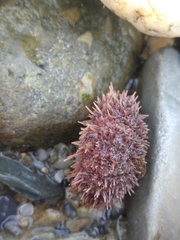 Pseudechinus magellanicus