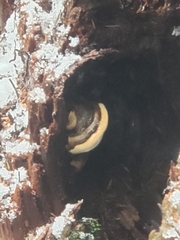 Laricifomes