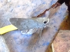 Callimormus saturnus