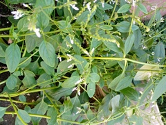 Aeollanthus pubescens