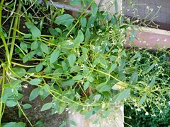 Aeollanthus pubescens