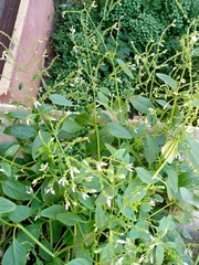 Aeollanthus pubescens