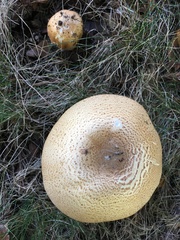 Agaricus nanaugustus
