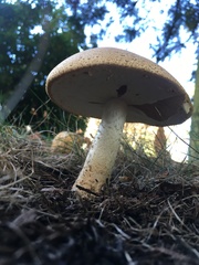 Agaricus nanaugustus