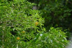 Sambucus australasica
