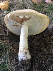 Agaricus nanaugustus