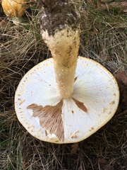 Agaricus nanaugustus