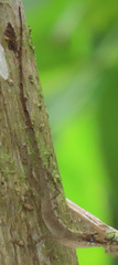 Anolis fuscoauratus