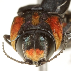 Agrilus benjamini