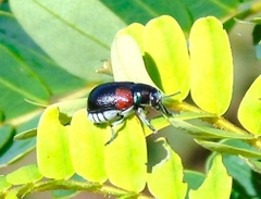 Megalostomis pyropyga