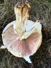 Agaricus nanaugustus