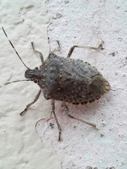 Halyomorpha halys