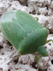 Nezara viridula