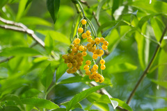 Sambucus australasica