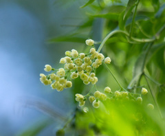 Sambucus australasica