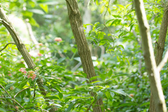 Sambucus australasica