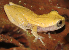 Dendropsophus koechlini