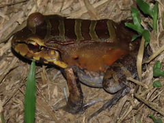 Leptodactylus knudseni