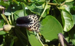 Aristolochia taliscana