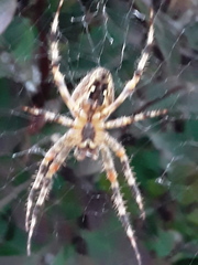 Araneus diadematus