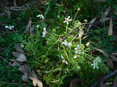 Blumenbachia insignis