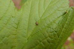 Eusphalerum semicoleoptratum