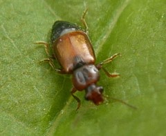 Eusphalerum semicoleoptratum