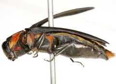 Agrilus benjamini