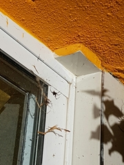Arachnida
