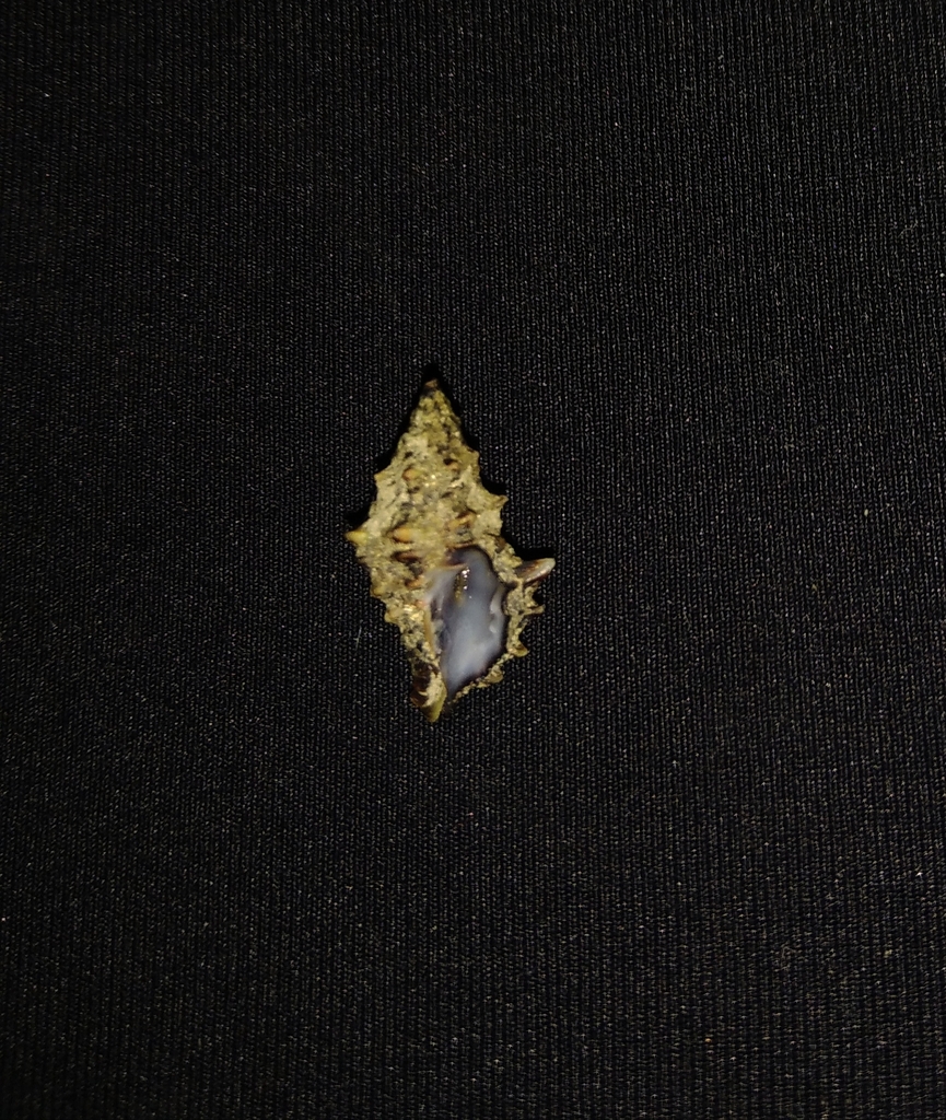 Zetecopsis pauxilla