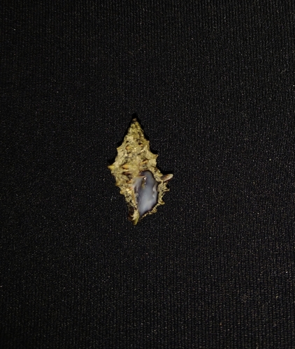 Zetecopsis pauxilla