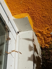 Arachnida