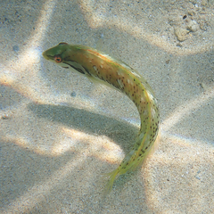 Novaculoides macrolepidotus