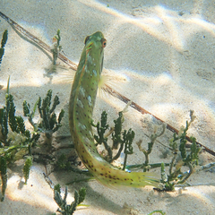 Novaculoides macrolepidotus